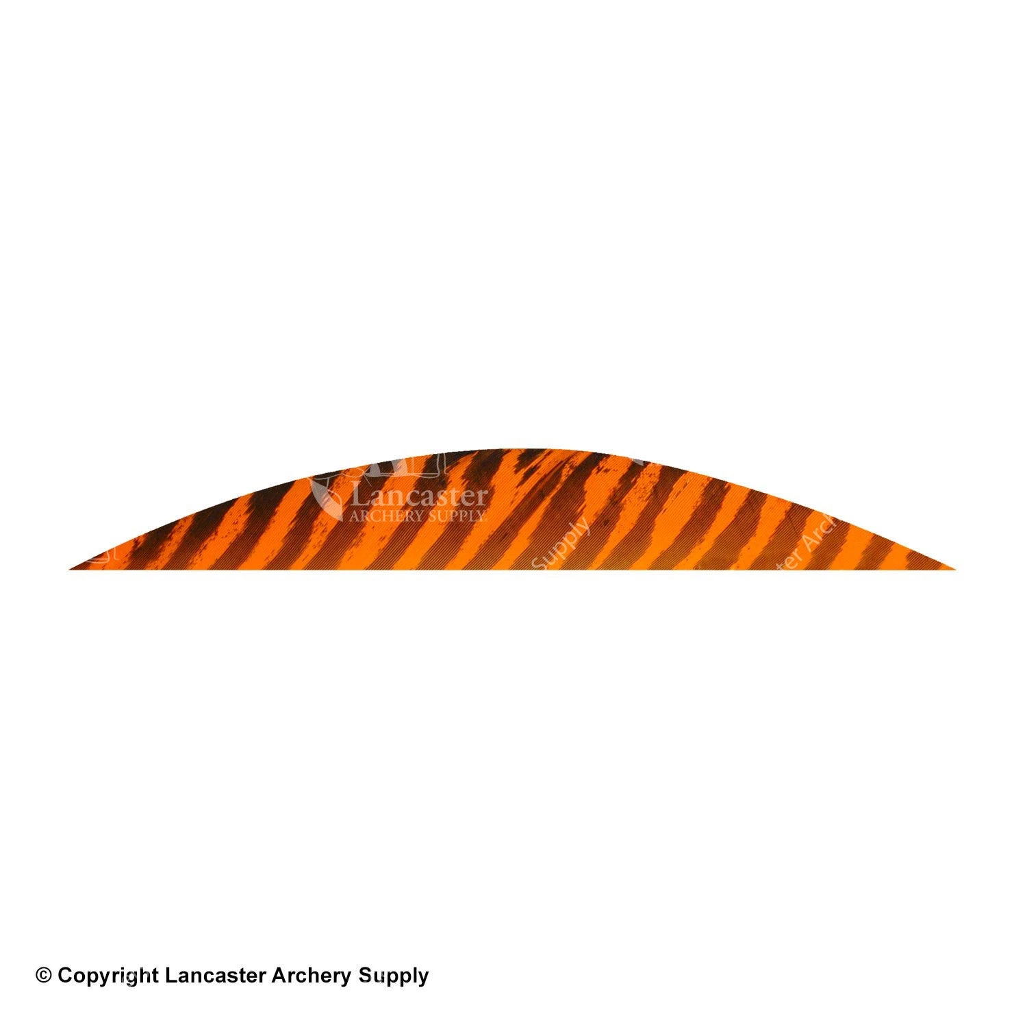 Gateway 5 1/2" Magnum Banana Barred Feather 7 Gateway 5 1/2" Magnum Banana Barred Feather - Image 7